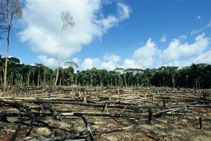 Deforestation Facts